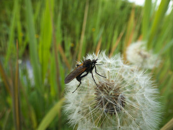 Close-up of insect on plant