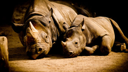 Rhinoceros relaxing with calf on field