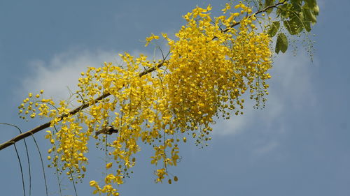 Low angle view of yellow flowering plant against sky