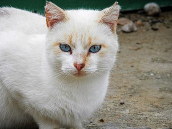 Close-up portrait of a cat