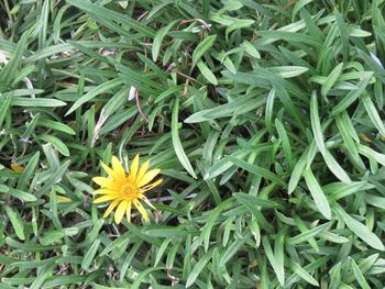 High angle view of flowering plants on field