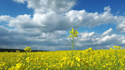 Scenic view of oilseed rape field against cloudy sky