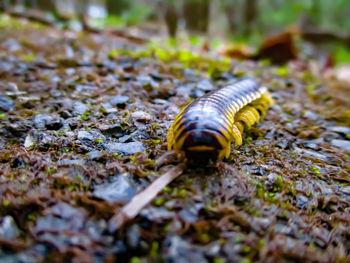 Close-up of shell on field