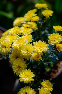 Close-up of yellow flowers blooming outdoors