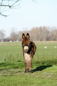 Dog standing on grassy field