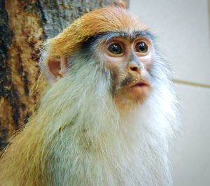 Close-up portrait of an animal