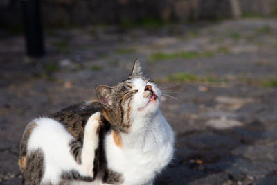 Cat looking away