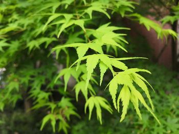 Close-up of fresh green plant