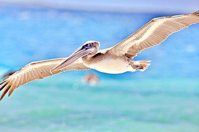 Close-up of bird flying against the sky