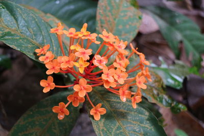 Close-up of orange flowers