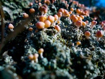 Close-up of coral in sea