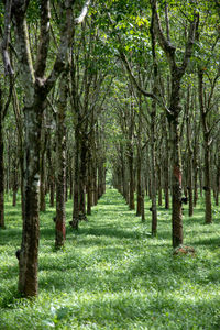 Atmosphere in the rubber forest