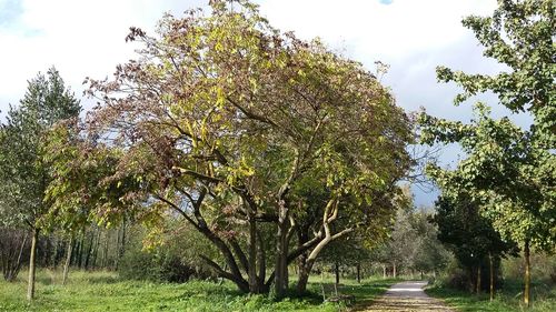 Narrow road along trees on landscape