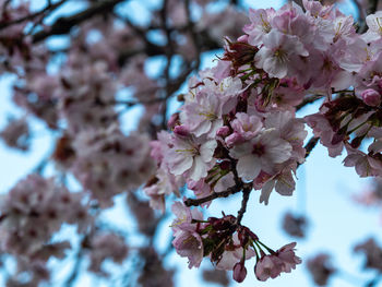 Close-up of pink cherry blossoms in spring