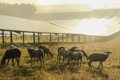 Germany, sheeps grazing on a field with solar panels in the morning light