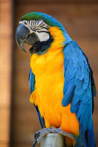 Close-up of a parrot