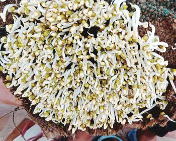 High angle view of white flowering plants