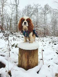 Cavalier king charles spaniel posing outdoors at wintertime