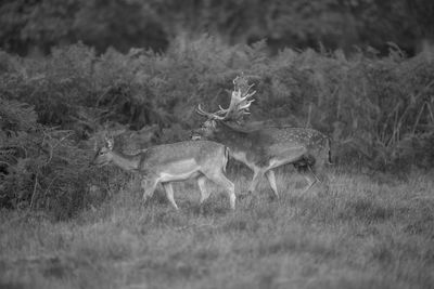 Deer in forest