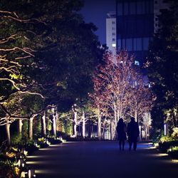 Trees in city