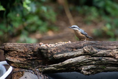 Close-up of bird perching on log