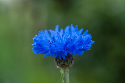 Close-up of fresh blue flower blooming outdoors