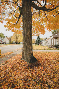 Tree in park during autumn