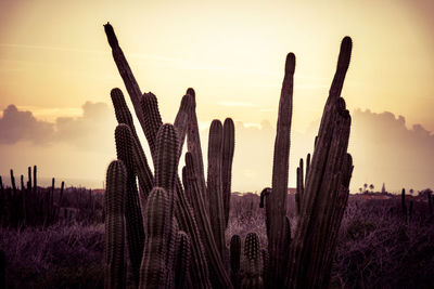 Cactus growing against sky during sunset