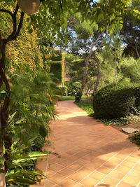 Footpath amidst trees