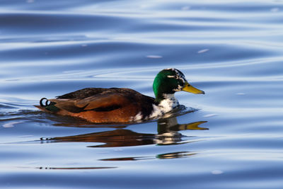 Duck swimming in lake