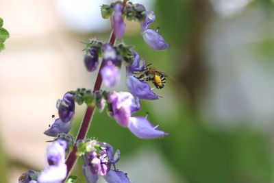 Close-up of bee pollinating on purple flower