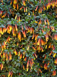 Full frame shot of leaves