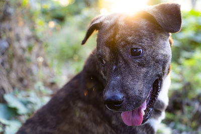 Close-up portrait of a dog