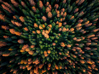 Full frame shot of flowering plants