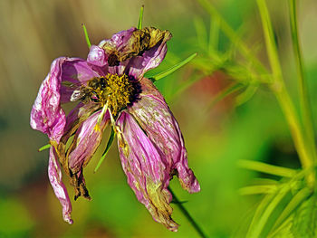 Close-up of purple flowering plant