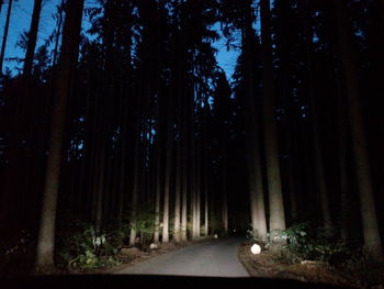 Trees in forest at night