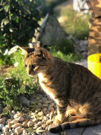 Cat sitting on rock