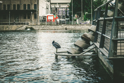 Seagull perching on boat in river