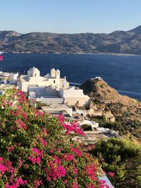 Flowering plants by sea and buildings against sky