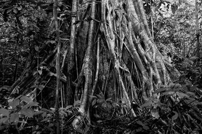 Trees in forest