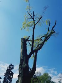 Low angle view of tree against blue sky