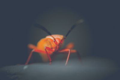 Close-up of orange insect at night