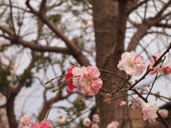 Close-up of pink flowers blooming on tree