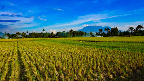 Scenic view of agricultural field against sky