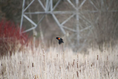 A red winged black bird perching on bull rushes in a swale