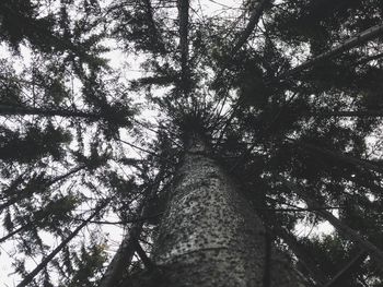 Low angle view of trees in forest against sky