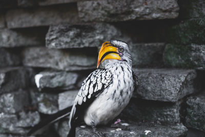 Close-up of bird perching outdoors