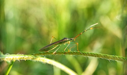 Close-up of grasshopper on plant