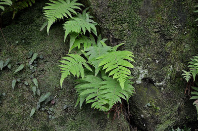 Scenic view of green plants