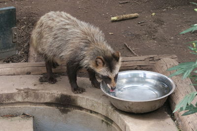 High angle view of an animal drinking water